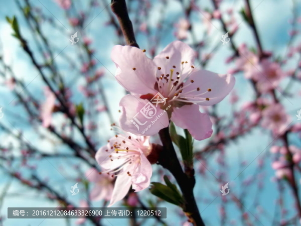 春天的花朵