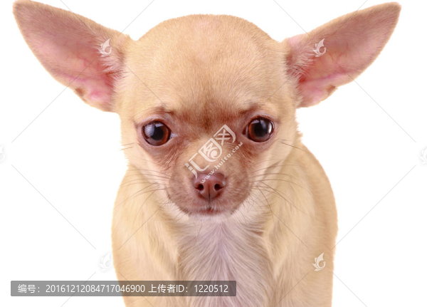 吉娃娃-匯圖網(wǎng) www.fosd68.com 吉娃娃