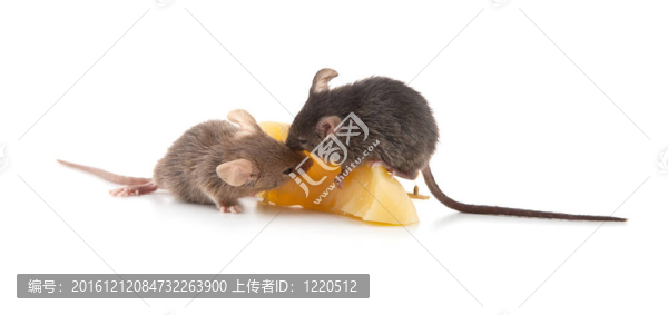 老鼠和奶酪