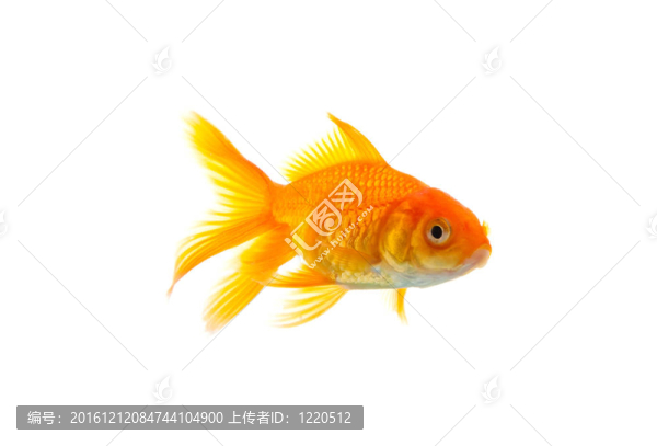 金魚