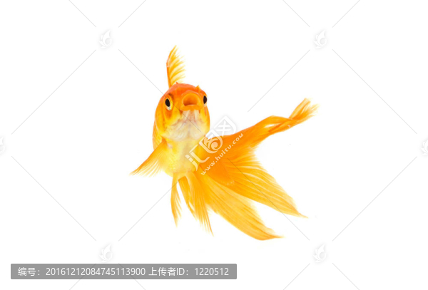 金魚