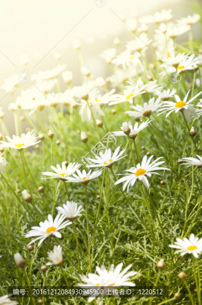 地中海的花