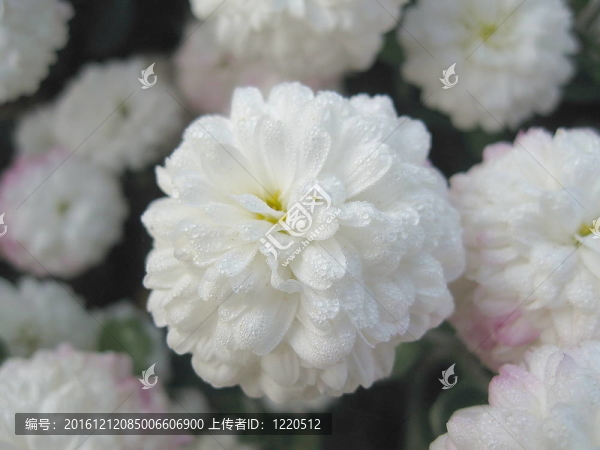 大麗花（被子植物菊科）