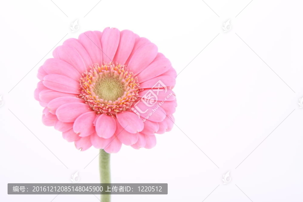 粉色非洲菊-匯圖網(wǎng) www.fosd68.com 粉色非洲菊