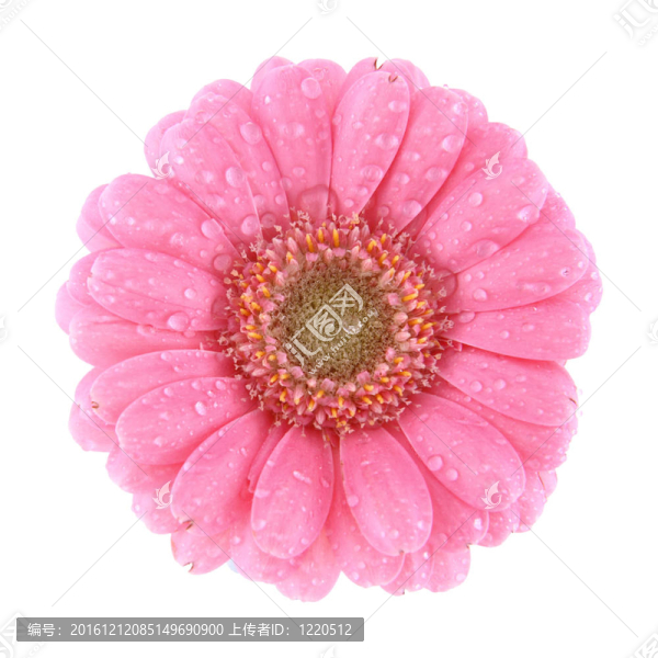 粉紅色的鮮花