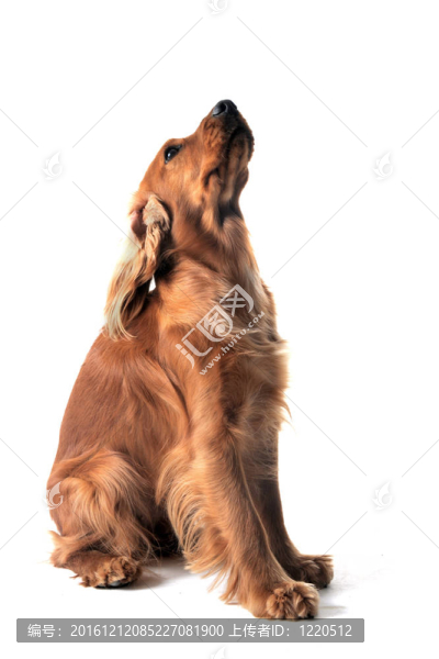 英國可卡犬