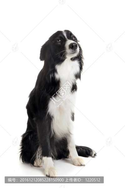 邊境牧羊犬