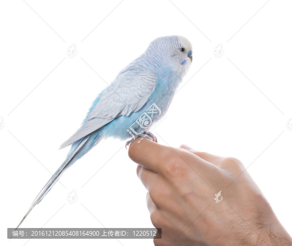 Parrot在手上；孤立于白色