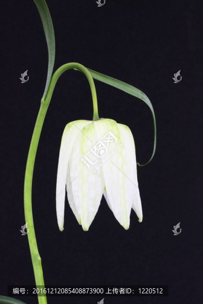 fritllaria,Meleagris或蛇的頭貝母
