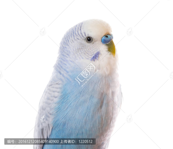 白色的Parrot