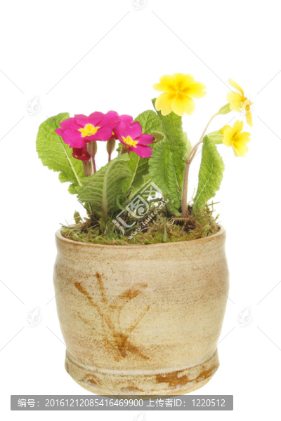 在一個鍋里的櫻草花
