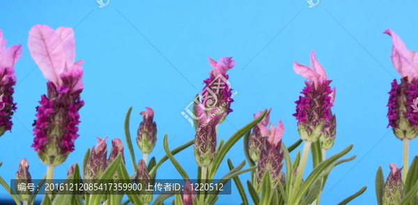 薰衣草的花