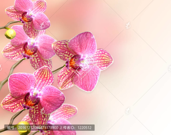 蘭花花