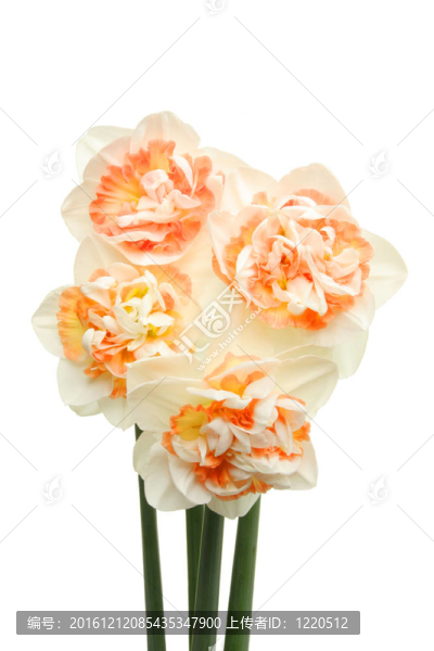 四朵水仙花-匯圖網(wǎng) www.fosd68.com 四朵水仙花