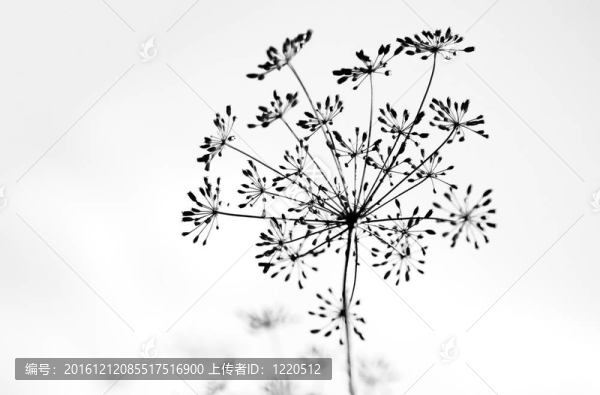 脆弱的蒔蘿傘形花序