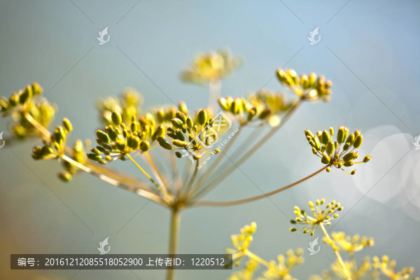 脆弱的蒔蘿傘形花序