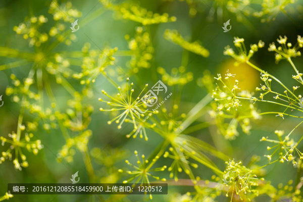 脆弱的蒔蘿傘形花序