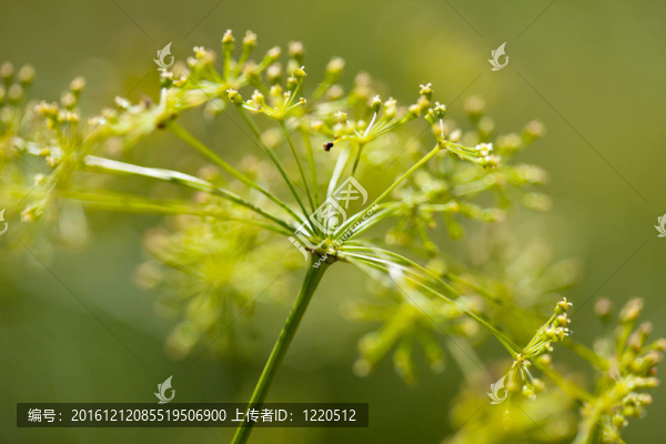 脆弱的蒔蘿傘形花序