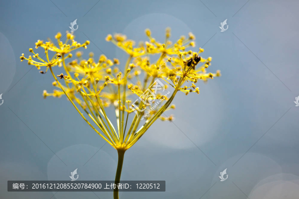 脆弱的蒔蘿傘形花序