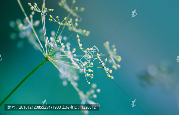 脆弱的蒔蘿傘形花序