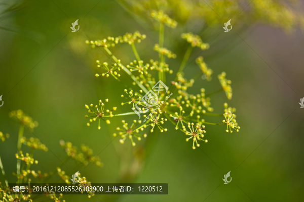 脆弱的蒔蘿傘形花序