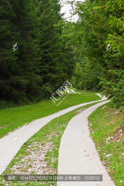 美麗的鄉(xiāng)間小路，沿著山上的Trentino森林