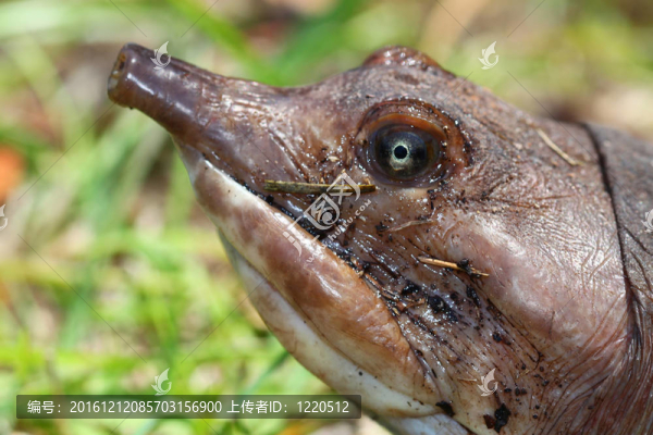 佛羅里達(dá)鱉（Apalone,ferox）