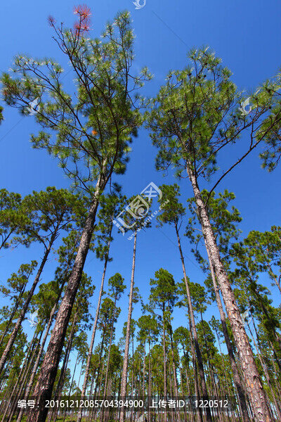 Pine,Flatwoods,-佛羅里達(dá)州