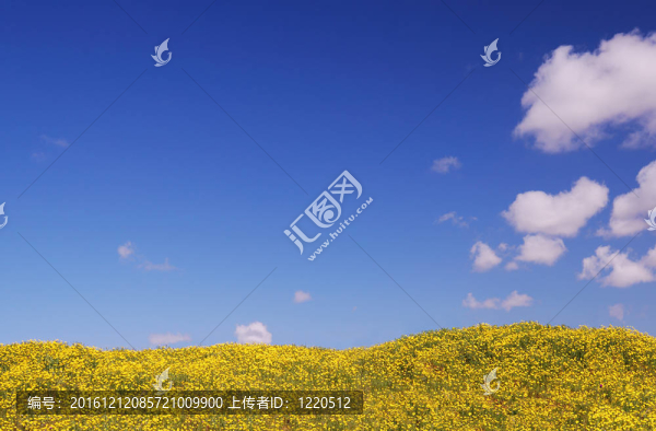 藍(lán)天下明亮的黃色田野