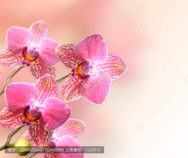 蘭花花