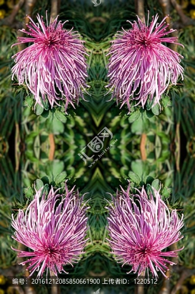 一種菊花1234