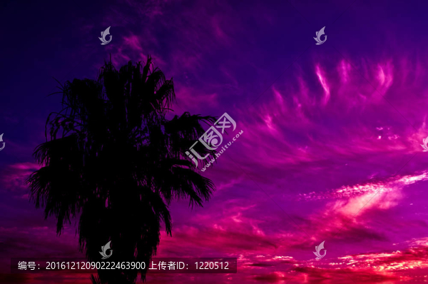棕櫚剪影和紫色天空