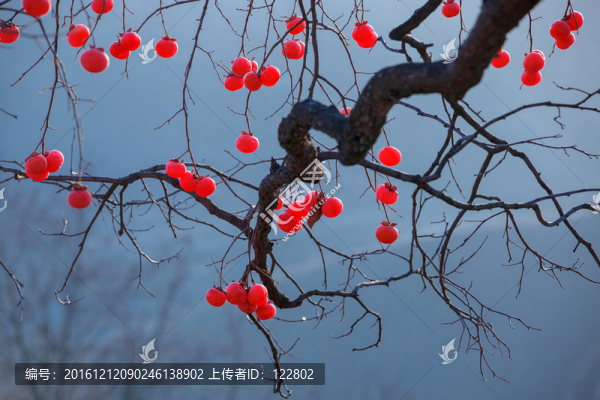 柿子樹
