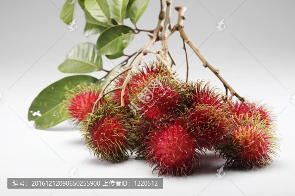 紅毛丹