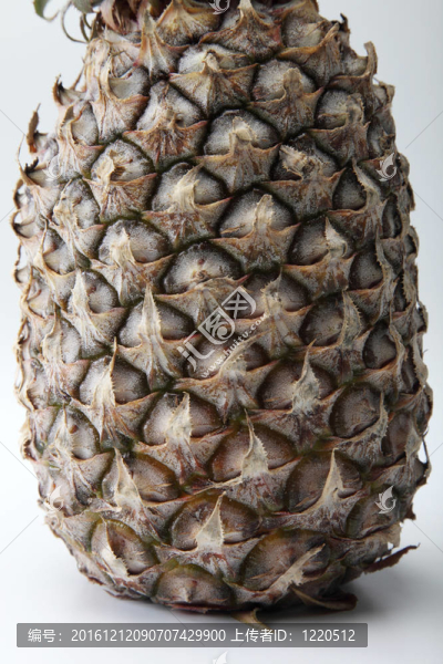 菠蘿