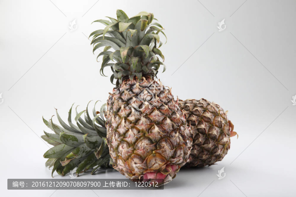 菠蘿