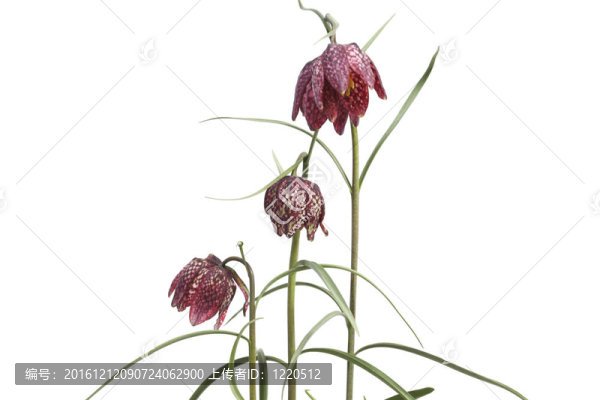Fritillaria,Meleagris在白