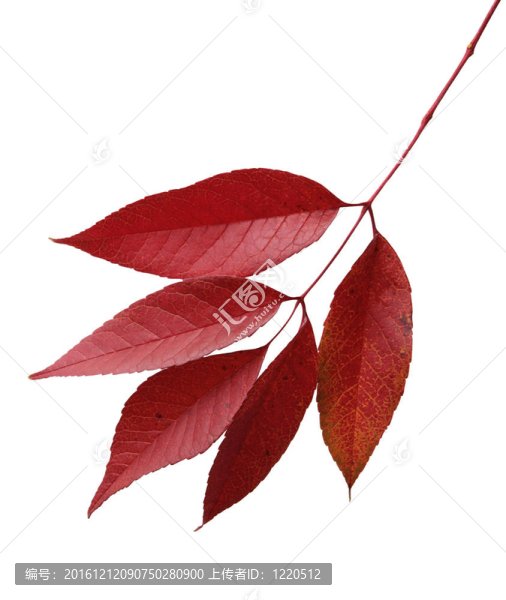紅色的葉子