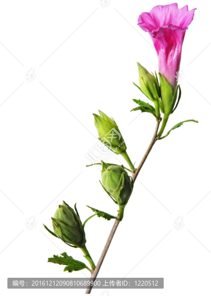 芙蓉花