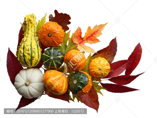 Gourd和葉