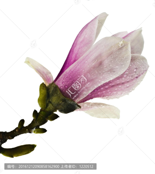 玉蘭花