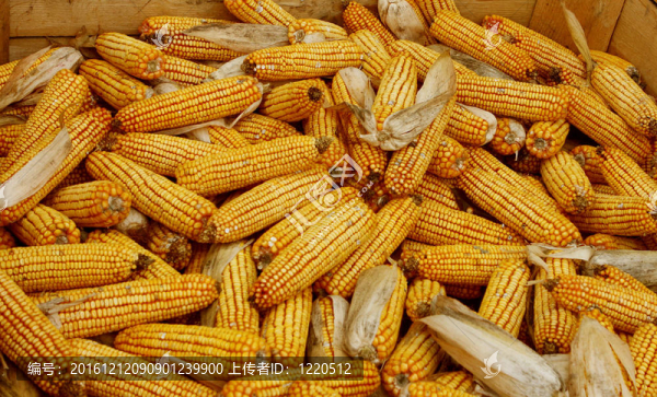 玉米