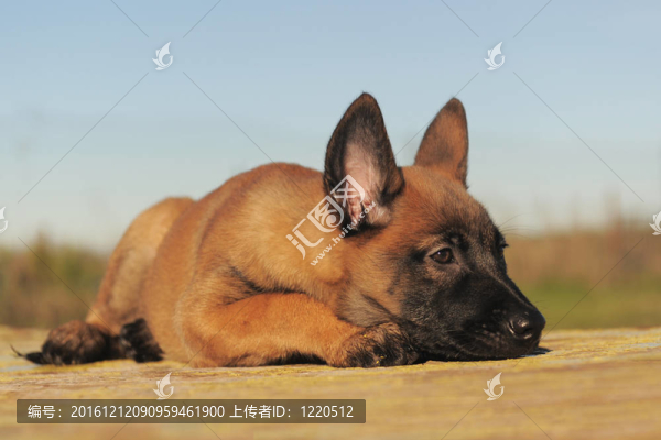 小狗馬里努阿犬