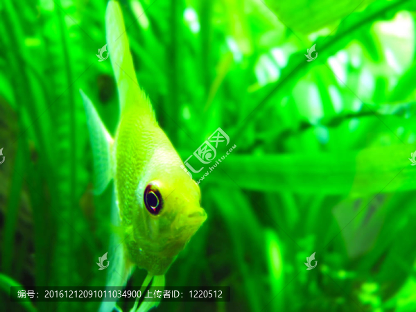 魚的藝術(shù)光芒