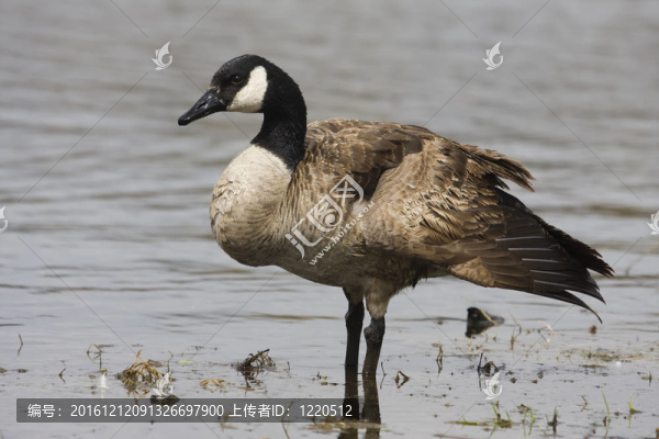 加拿大鵝