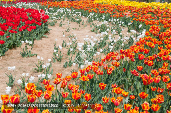 tulips45