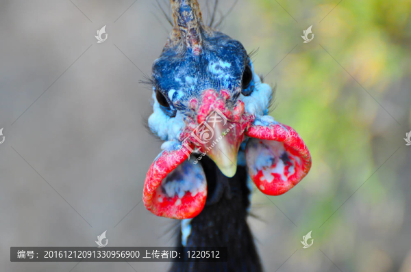 雄火雞頭3-匯圖網(wǎng) www.fosd68.com 雄火雞頭3