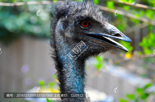 鴕鳥的頭3