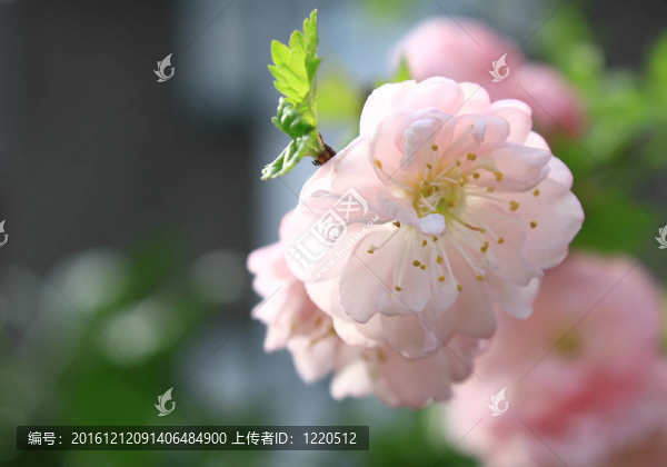 玫瑰的花
