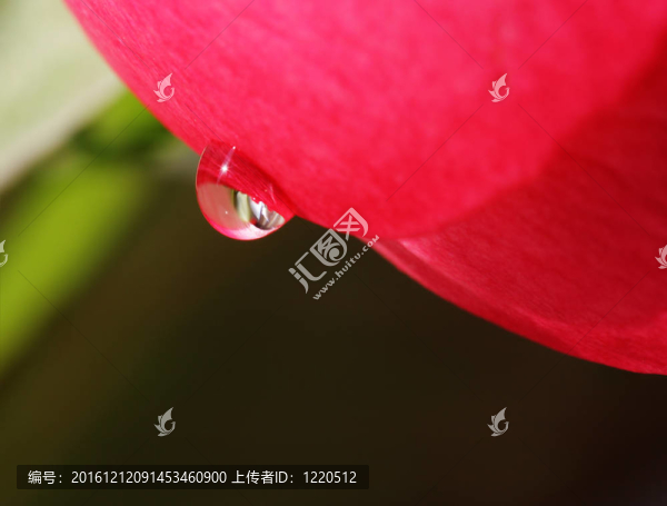 液滴的玫瑰